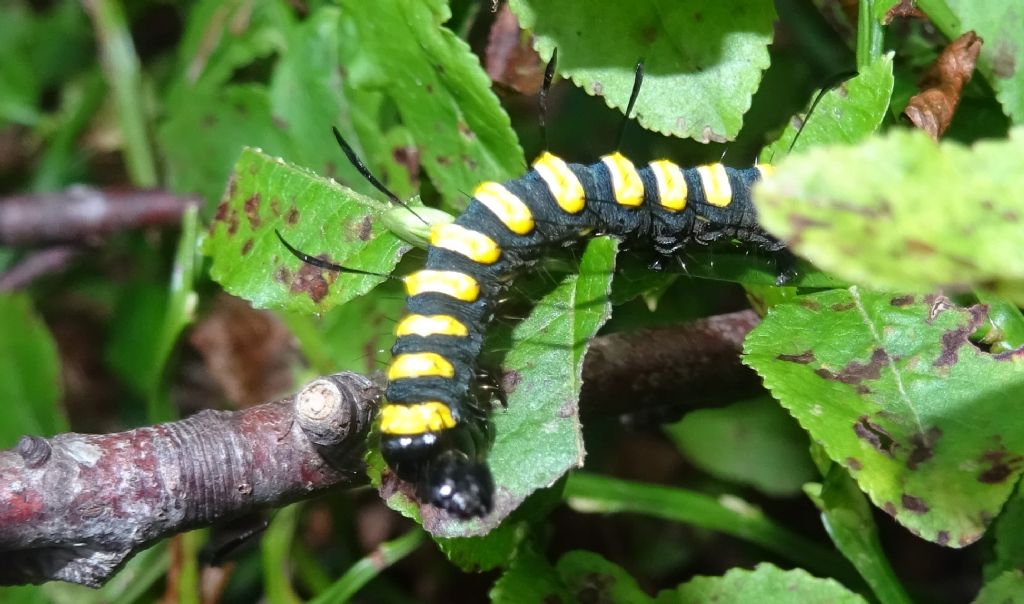 bruco: Acronicta (Jocheara) alni - Noctuidae